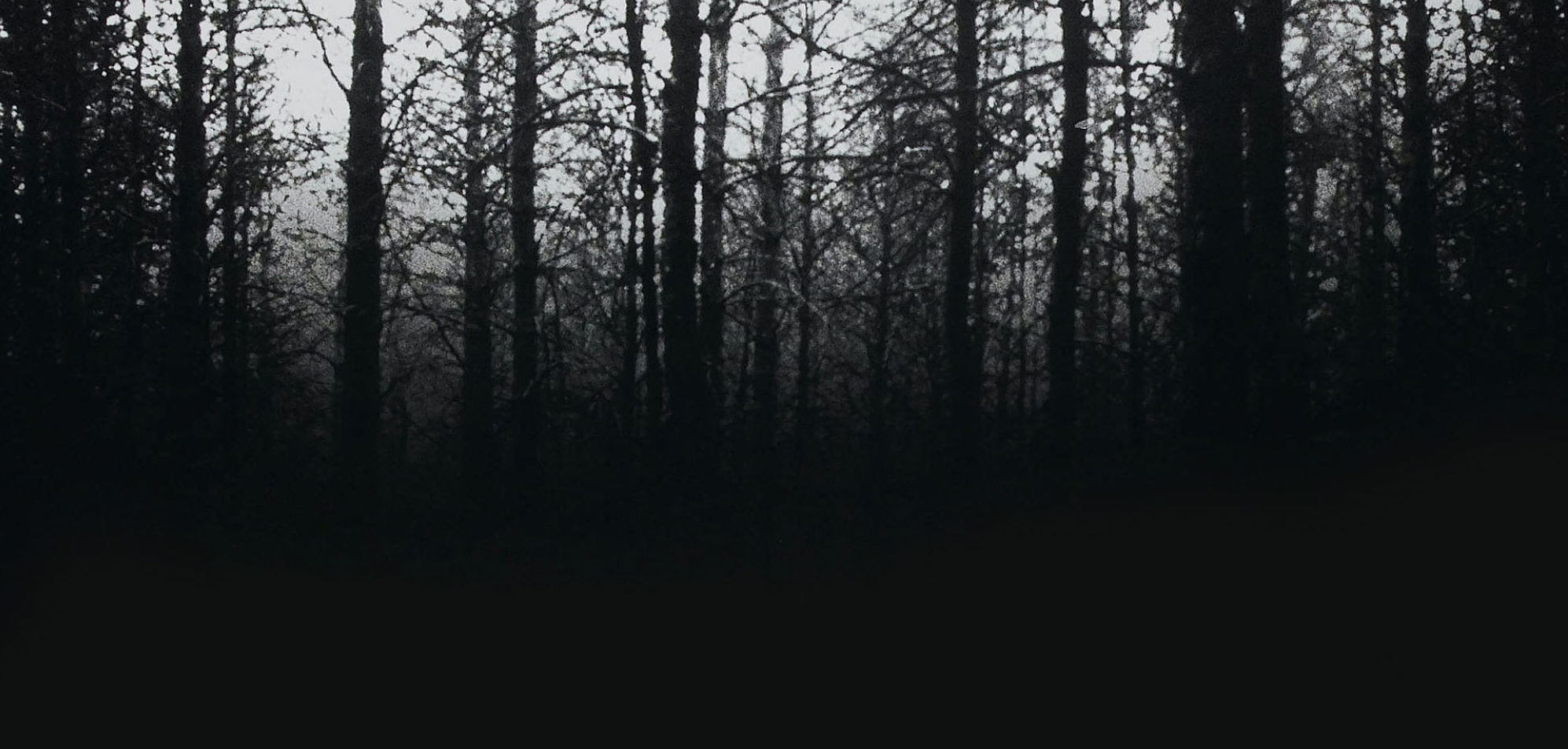 dark woods 2